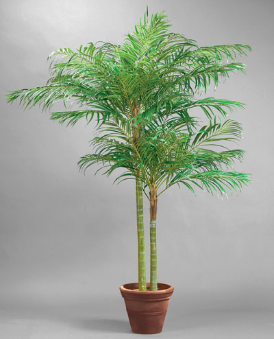 66-240 Areca Palm  240cm
